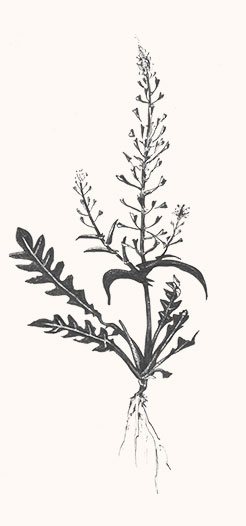Erkennungsmerkmale des Hirtentäschel – Digitales Herbarium – Herbal Hunter 