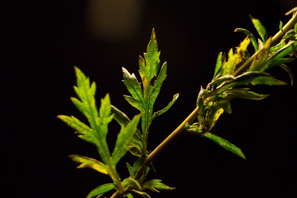 Beifuß – Artemisia vulgaris, das Mutterkraut begleitet den Menschen seit der Steinzeit. Ein ausfürliches Pflanzenportrait im Herbal Hunter-Herbarium. Kräuterblog