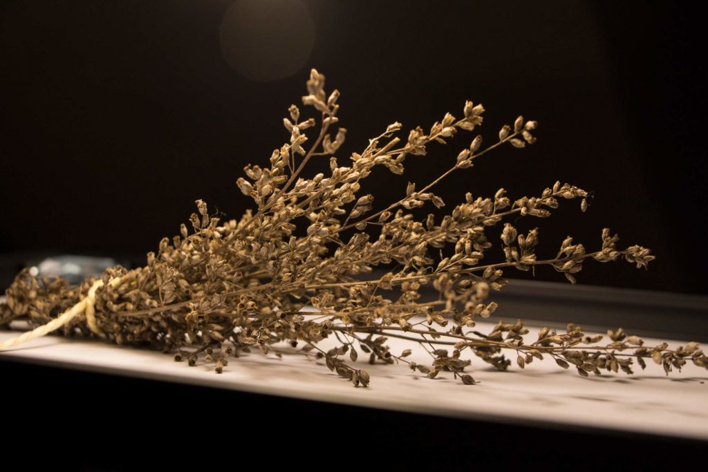 Beifuß – Artemisia vulgaris, das Mutterkraut begleitet den Menschen seit der Steinzeit. Ein ausfürliches Pflanzenportrait im Herbal Hunter-Herbarium. Kräuterblog.