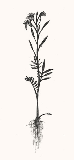 Erkennungsmerkmale des Wiesenschaumkraut – Digitales Herbarium – Herbal Hunter 