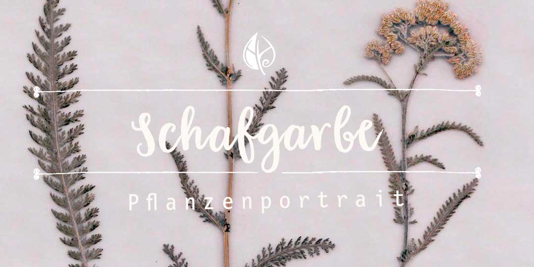 Schafgarbe – ein ausführliches Pflanzenportrait vom Herbal Hunter aus dem digitalen Herbarium–