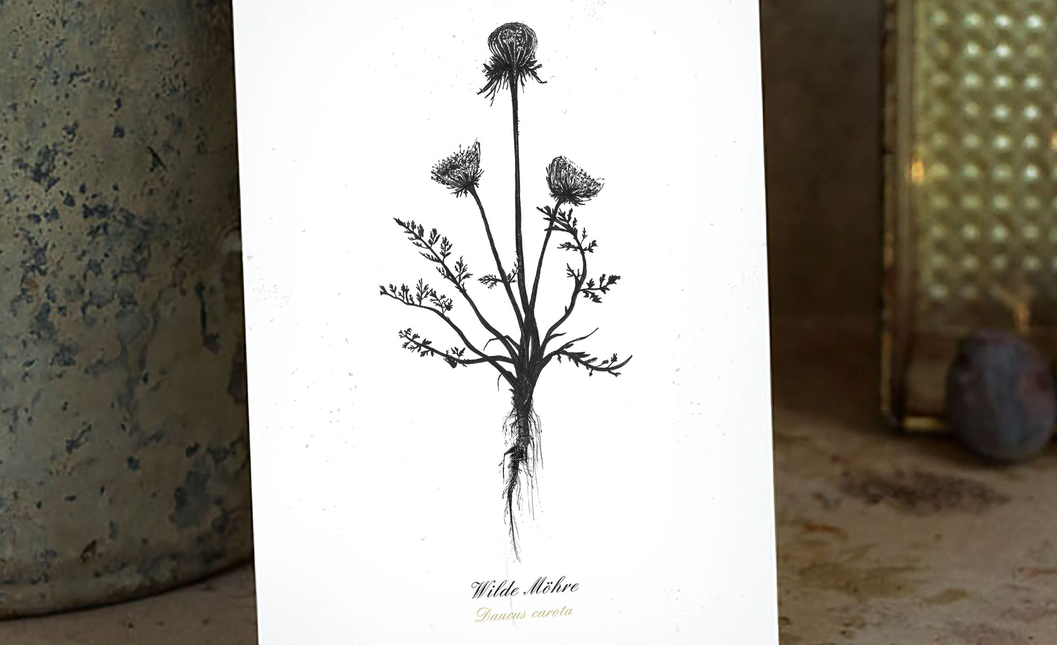 Kräuter-Postkarten als Geschenkidee für KräuterjägerInnen – Unsere selbst gezeichneten Wildpflanzen-Illustrationen sind jetzt als Postkarten-Set erhältlich.