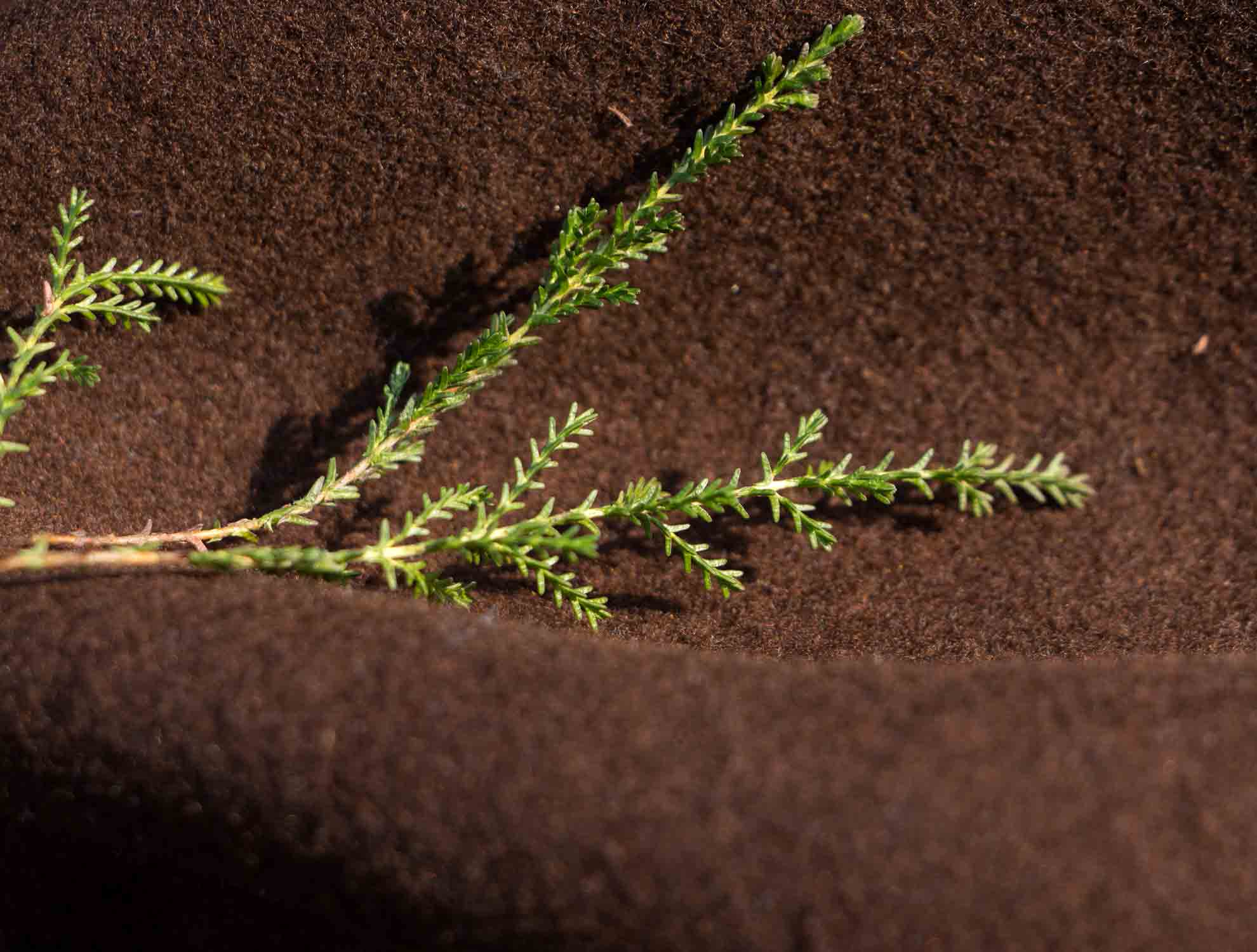 Besenheide Pflanzenportrait im digitalen Herbarium – Herbal Hunter