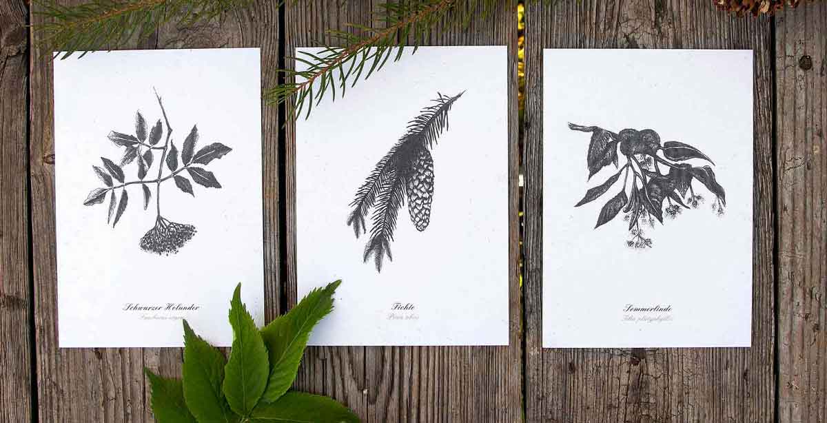 Kräuter-Postkarten-Set essbare Bäume Herbal Hunter