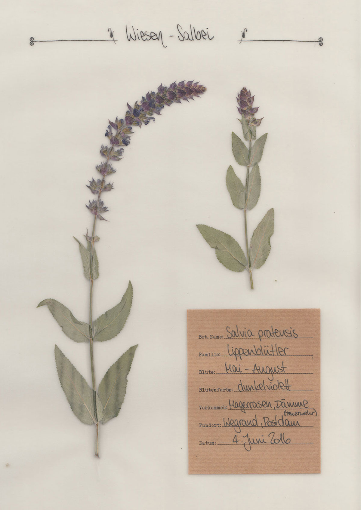 Herbal Hunter Kräuterblog. Wiesen-Salbei. Digitales Herbarium.