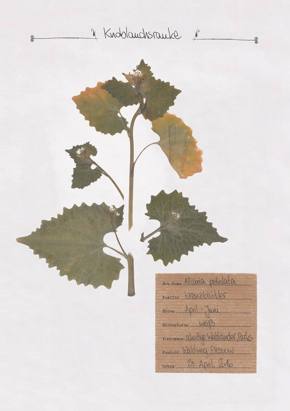 Herbal Hunter – Herbarium – Knoblauchsrauke