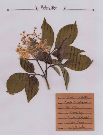 Digitales Herbarium – Herbal Hunter – Kräuterblog – Pflanzenportraits