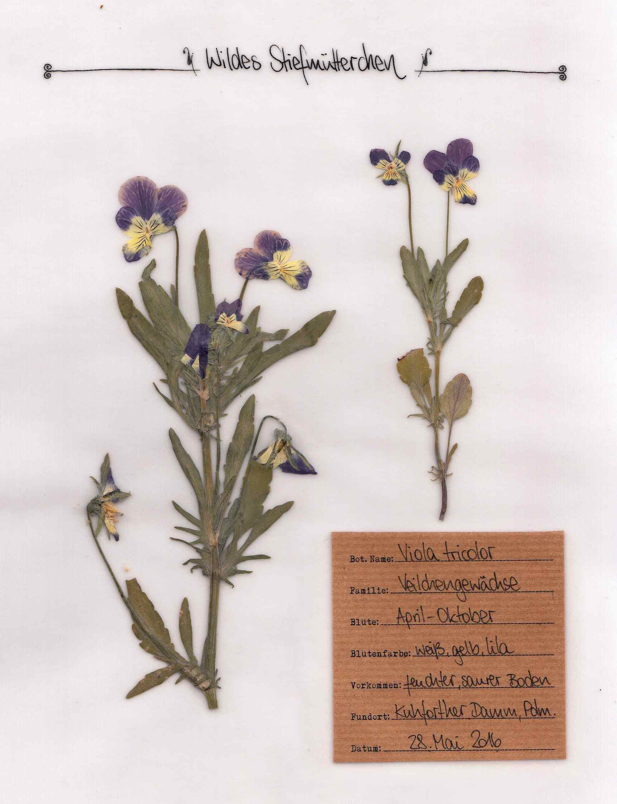 Wildes Stiefmütterchen – Pflanzenportrait – digitales Herbarium – Herbal Hunter-Kräuterblog