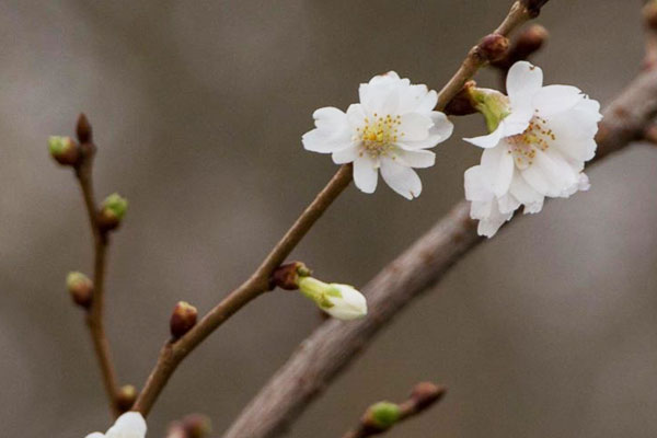 Barbara Zweige – Kirsch Blüten – Herbal Hunter – Kräuterblog 