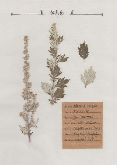 Beifuß – Pflanzenportrait – Digitales Herbarium
