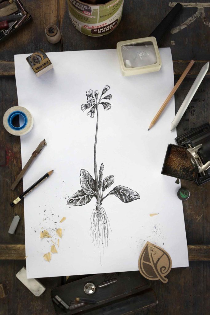 Schluesselblume_Herbal-Hunter_Digitales-Herbarium