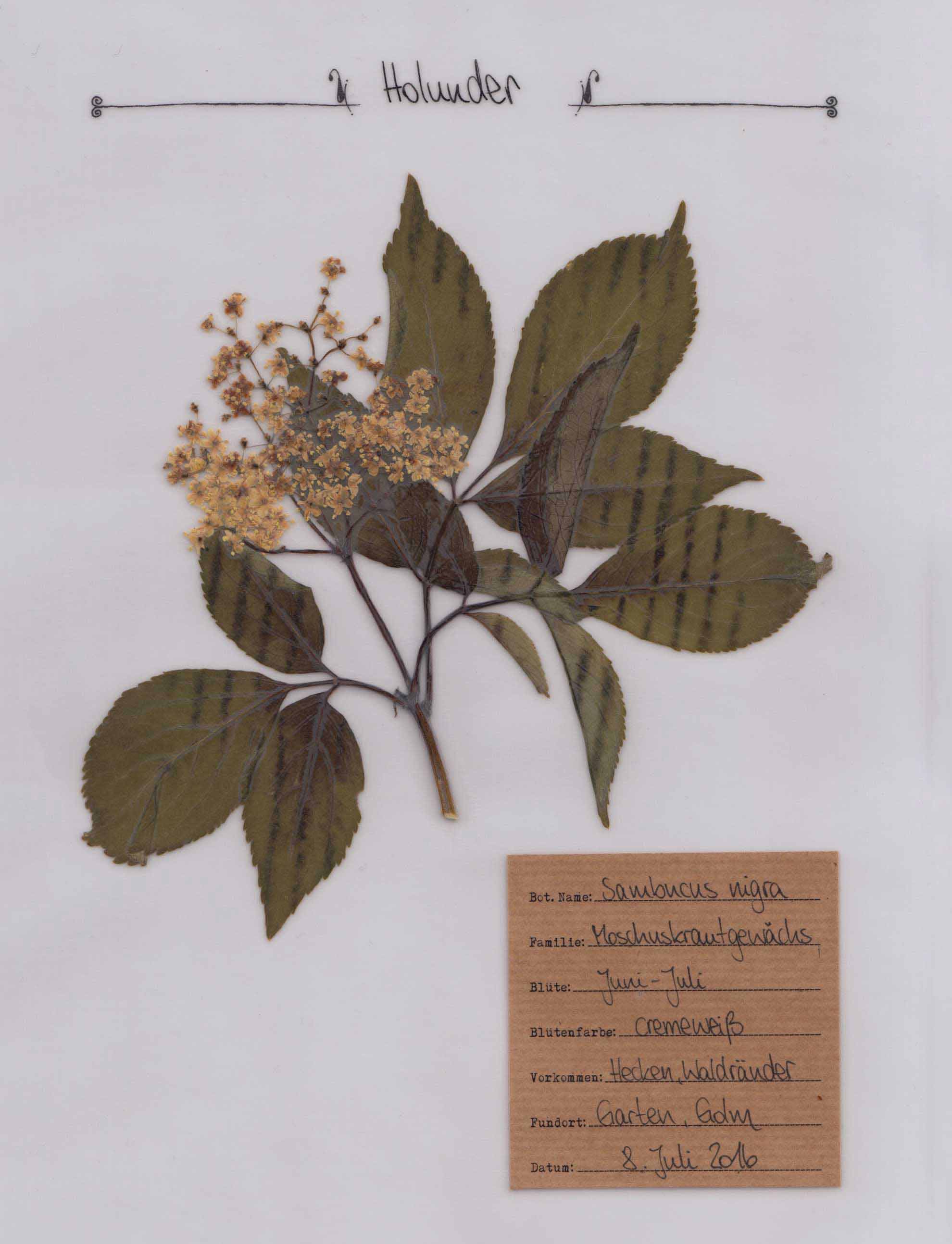 Der Holunder - ein Pflanzenportrait im digitalen Herbarium. Herbal Hunter.