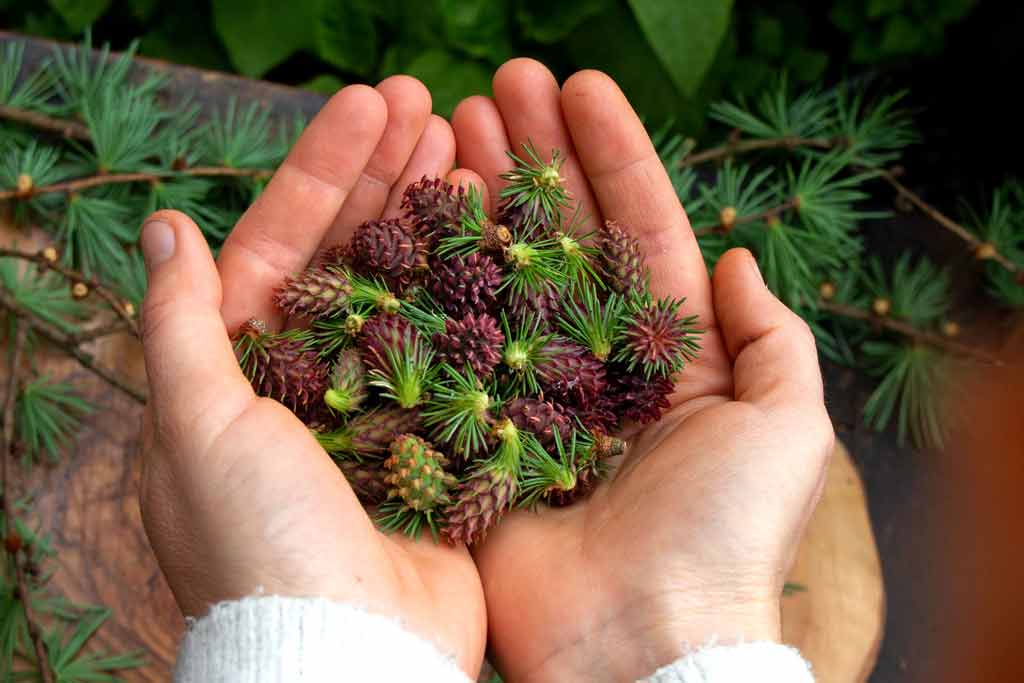Ich ess' Bäume – Lärche – Baumküche – Rezepte Herbal Hunter Kräuterblog